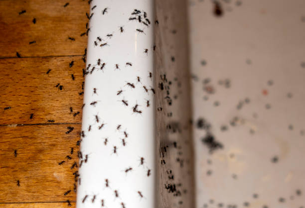 Best Pest Prevention Services  in Wharton, NJ