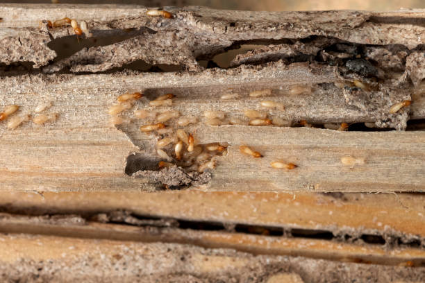 Wharton, NJ Pest Control Company